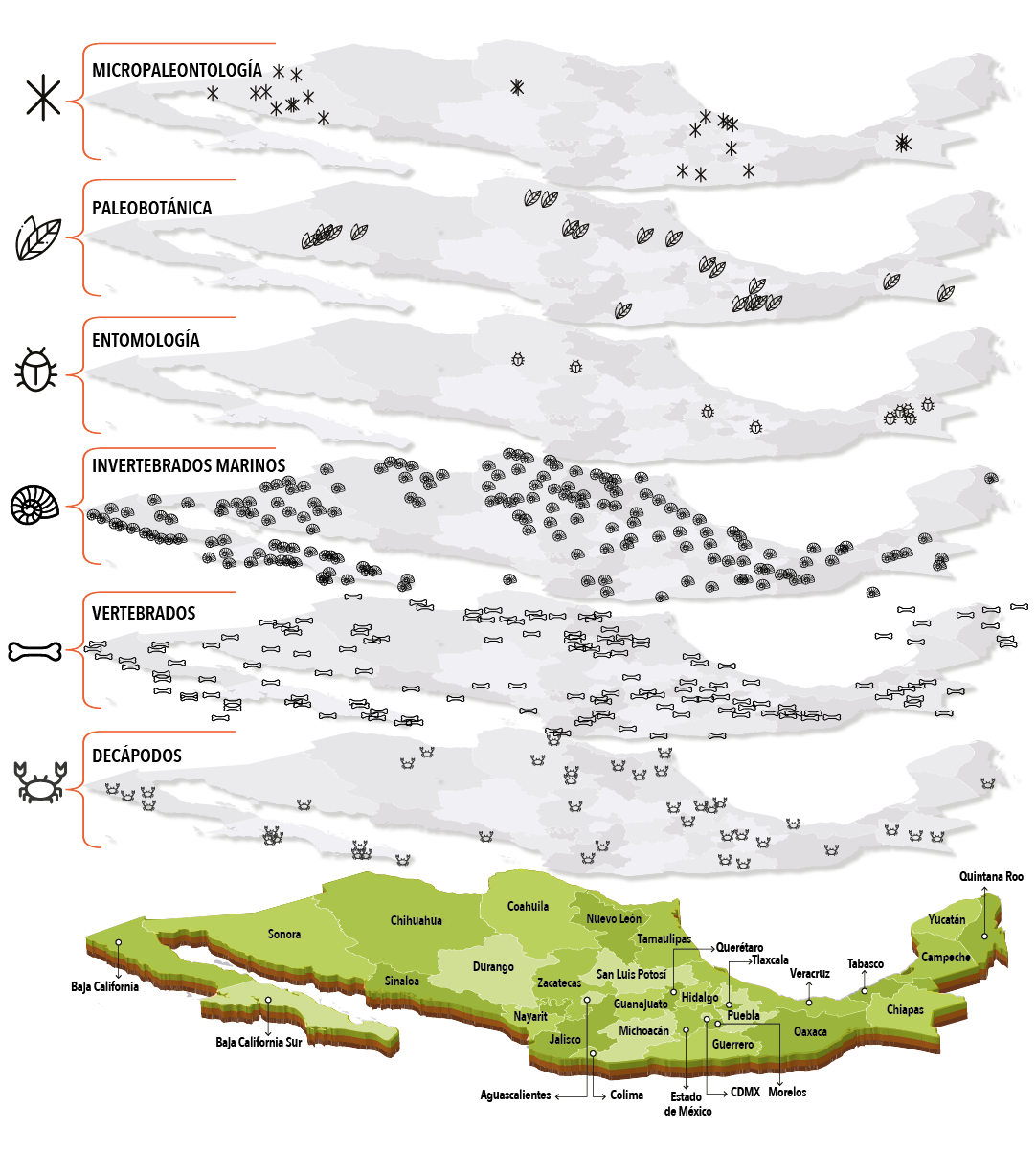 DECÁPODOS,VERTEBRADOS,INVERTEBRADOS MARINOS,ENTOMOLOGÍA,PALEOBOTÁNICA,Micropaleontologí
