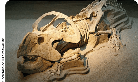 Secretaría de Cultura inah m