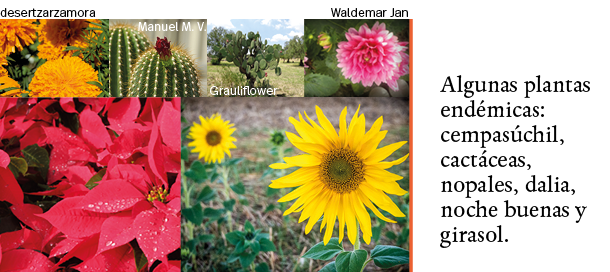Waldemar Jan,Grauliflower,Manuel M  V ,desertzarzamora,Algunas plantas endémicas: cempasúchil, cactáceas, nopales, da   