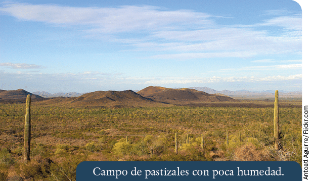 Antoatl Aguirre Flickr com,Campo de pastizales con poca humedad