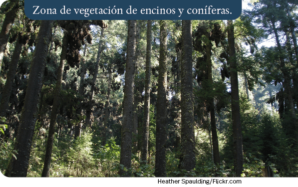 Heather Spaulding Flickr com,Zona de vegetación de encinos y coníferas