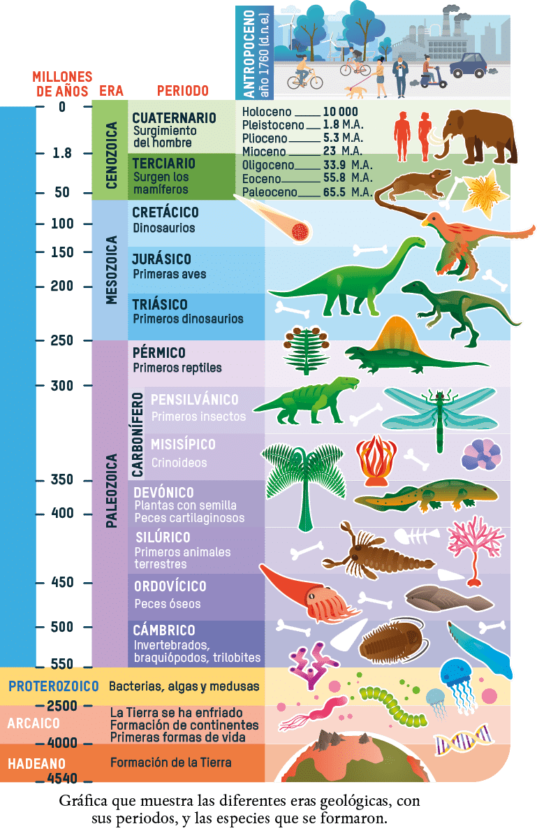 Gráfica que muestra las diferentes eras geológicas, con sus periodos, y las especies que se formaron