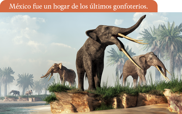 México fue un hogar de los últimos gonfoterios