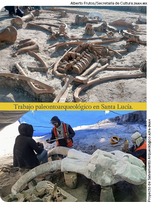 Proyecto de Salvamento Arqueológico aifa-inah,Alberto Frutos Secretaría de Cultura inah mx,Trabajo paleontoarqueológi   