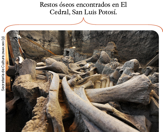 Secretaría de Cultura inah mx (2),Restos óseos encontrados en El Cedral, San Luis Potosí