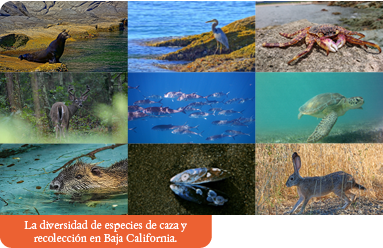 La diversidad de especies de caza y recolección en Baja California