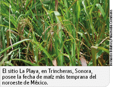 Bernardo Bolaños FWikimedia Commons,El sitio La Playa, en Trincheras, Sonora, posee la fecha de maíz más temprana del   