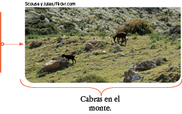 Scouse y Jules Flickr co