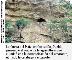 Juan Martín Rojas Museo Nacional de Antropología  Secretaría de Cultura inah mx,La Cueva del Maíz, en Coxcatlán, Pueb   