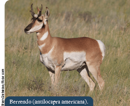Brian Gratwicke Flickr com,Berrendo (antilocapra americana)
