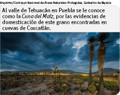 Anónimo Comisión Nacional de Áreas Naturales Protegidas, Gobierno de México,Al valle de Tehuacán en Puebla se le cono   