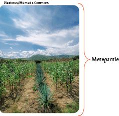 Pleatorus Wikimedia Commons,Metepantl