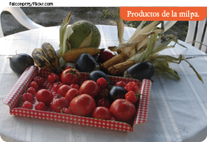 Falconpr75 Flickr com,Productos de la milpa