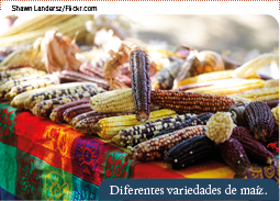 Shawn Landersz Flickr com,Diferentes variedades de maíz