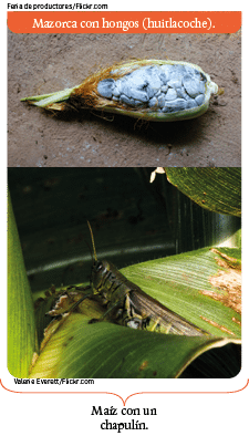 Valerie Everett Flickr com,Feria de productores Flickr com,Mazorca con hongos (huitlacoche) ,Maíz con un chapulín