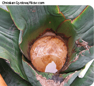 Christian Córdova Flickr co