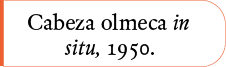 Cabeza olmeca in situ, 1950