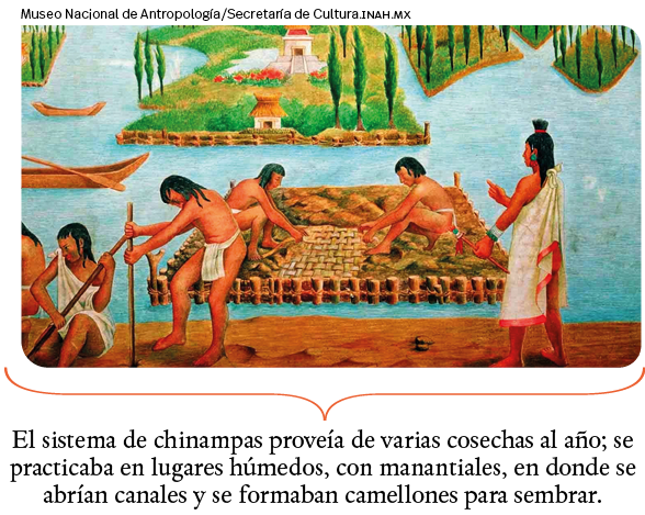 Museo Nacional de Antropología Secretaría de Cultura inah mx,El sistema de chinampas proveía de varias cosechas al añ   