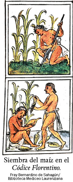 Fray Bernardino de Sahagún  Biblioteca Mediceo Laurenziana,Siembra del maíz en el Códice Florentino